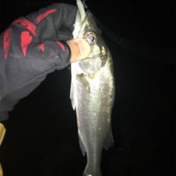 キビレ探しでしたが…