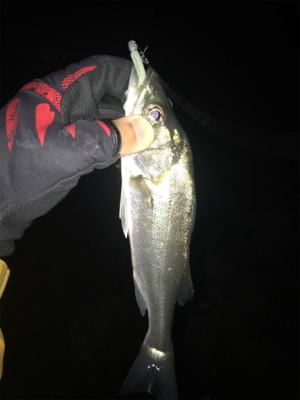 キビレ探しでしたが…