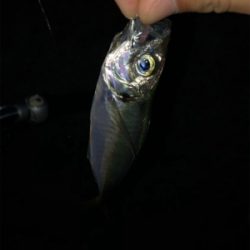 アジングからのメバリング