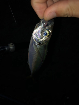 アジングからのメバリング