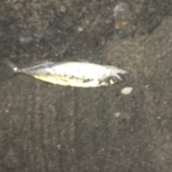 まさかのサバチヌ