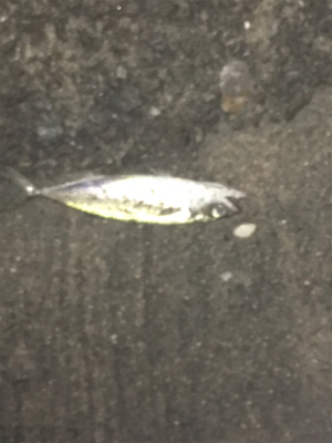 まさかのサバチヌ