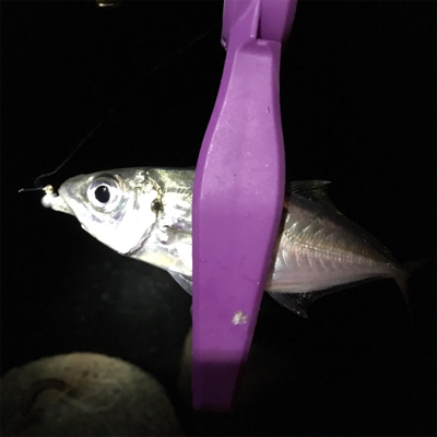 30分だけの寄り道アジング