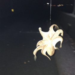 三角港周辺で虫ング