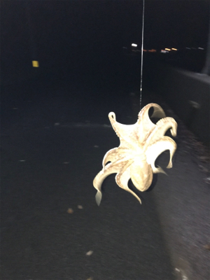 三角港周辺で虫ング