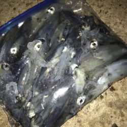 キャストして1091ヒイカ釣り\(^^)/