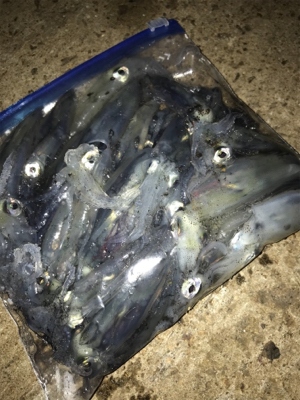 キャストして1091ヒイカ釣り\(^^)/