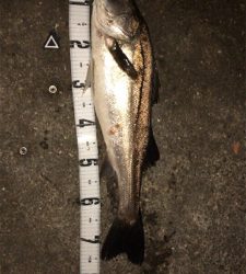 ランカーには届かず