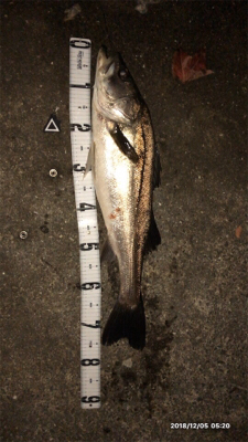 ランカーには届かず