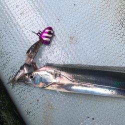 須磨沖 太刀魚 純英丸