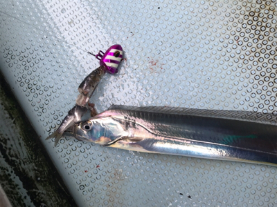 須磨沖 太刀魚 純英丸