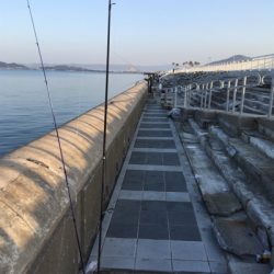 アジングなのに