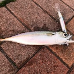 マイワシーバス！？