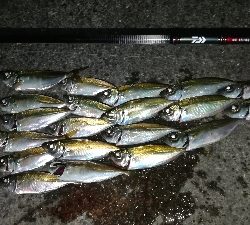 ナイトアジング