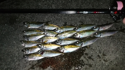 ナイトアジング