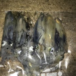 ヒイカ…渋い(＞＜)  アジ…留守~_~;