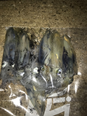 ヒイカ…渋い(＞＜)  アジ…留守~_~;…