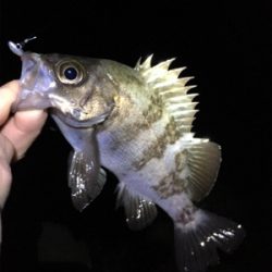 早朝メバリング