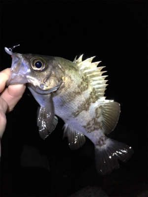 早朝メバリング