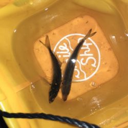 アジングや根魚