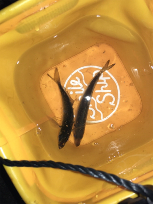 アジングや根魚