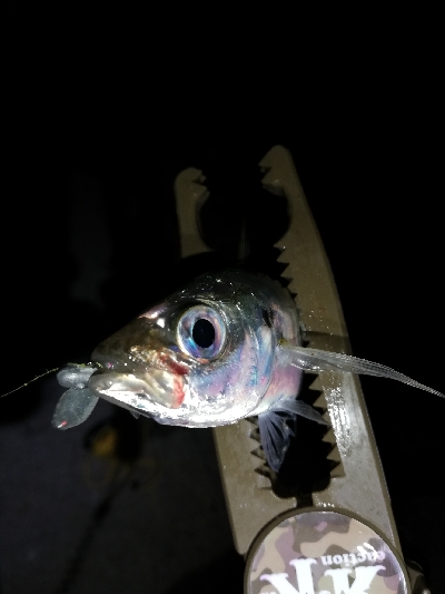 ガシラッシュからの