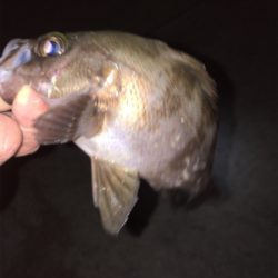 メバル高活性！