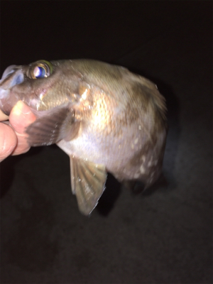 メバル高活性！