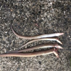 平成最後の落ちキス釣り