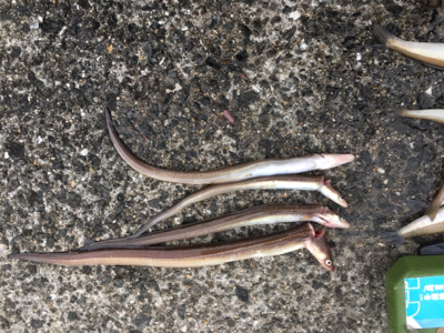 平成最後の落ちキス釣り