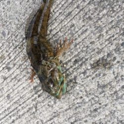 サビキ仕掛けに付餌