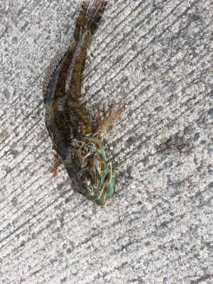 サビキ仕掛けに付餌