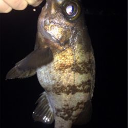 メバリンガー1805〜1847