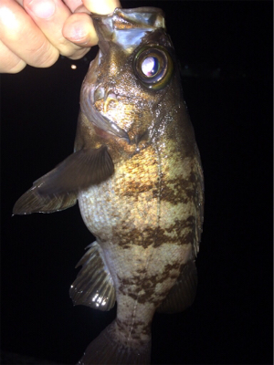 メバリンガー1805〜1847