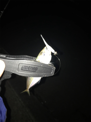 アジを求めて④