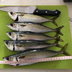 久々のタチウオ釣果！