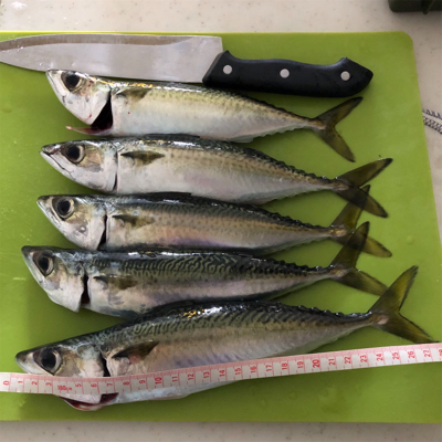 久々のタチウオ釣果！