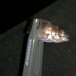 ナイトアジング