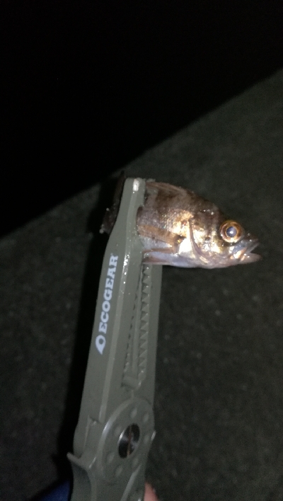 ナイトアジング