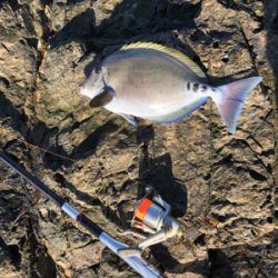 寒グレどこ行った？