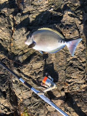 寒グレどこ行った？