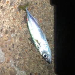 何だかねェ〜サバゲー(´༎ຶོρ༎ຶོ`)