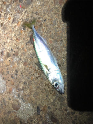 何だかねェ〜サバゲー(´༎ຶོρ༎ຶོ`)…