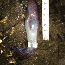 初の80杯オーバー\(^^)/ヒイカ釣り