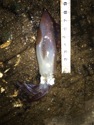 初の80杯オーバー\(^^)/ヒイカ釣り