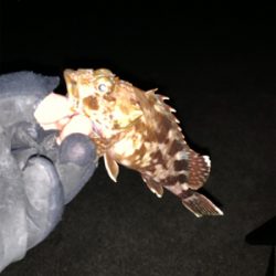 ショアジギから穴子