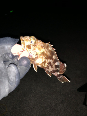 ショアジギから穴子