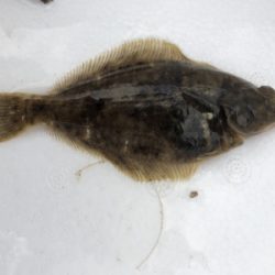 カレイ狙いの久々の投げ釣り