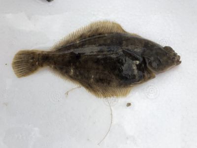 カレイ狙いの久々の投げ釣り