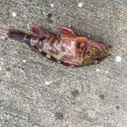 極寒のなか根魚狙い